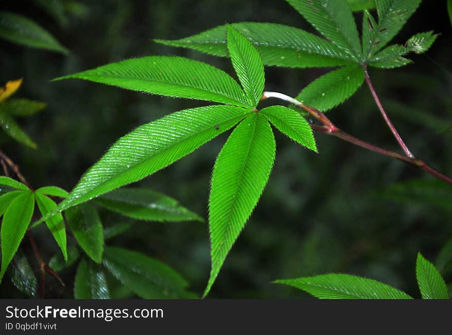 Fresh green leaves after rain in hill area. Fresh green leaves after rain in hill area