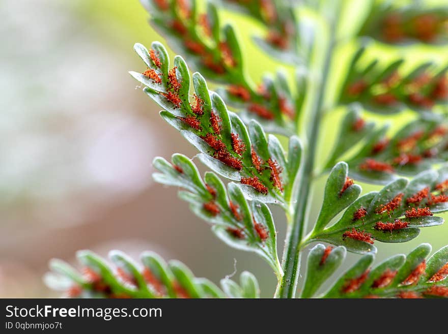 Backgrouds Of Fern And Sporangium.