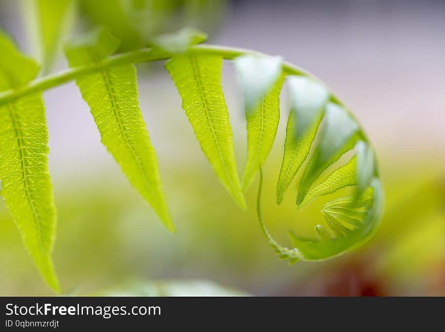 Backgrouds Of Fern And Sporangium.