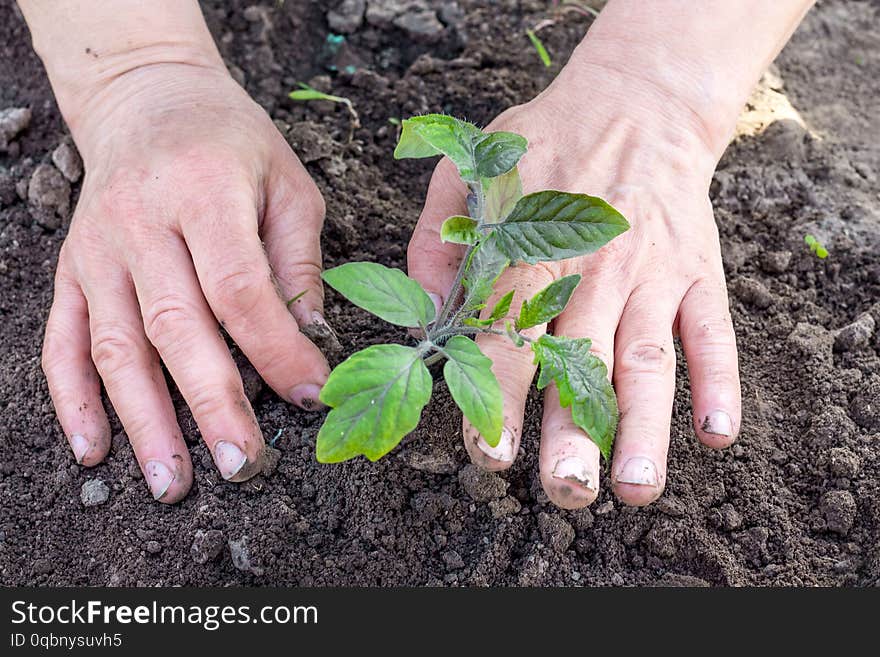 The Woman`s Hands Condense The Ground Near The Sprout Of Tomatoes_