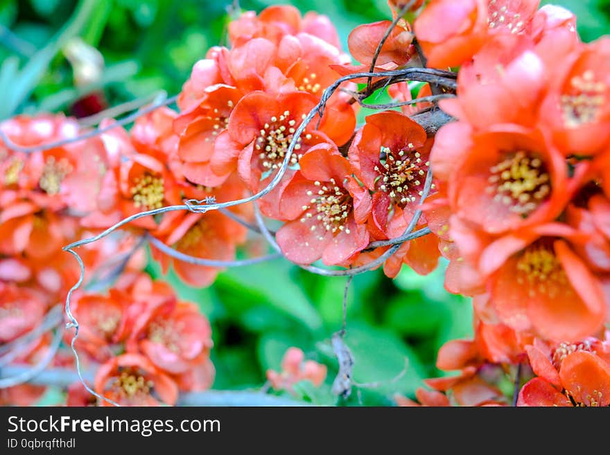 Close up of red flowers at the tip of a bush branch. Blooming bush with green leaves and red flowers with shallow depth of field and selective focus. Close up of red flowers at the tip of a bush branch. Blooming bush with green leaves and red flowers with shallow depth of field and selective focus