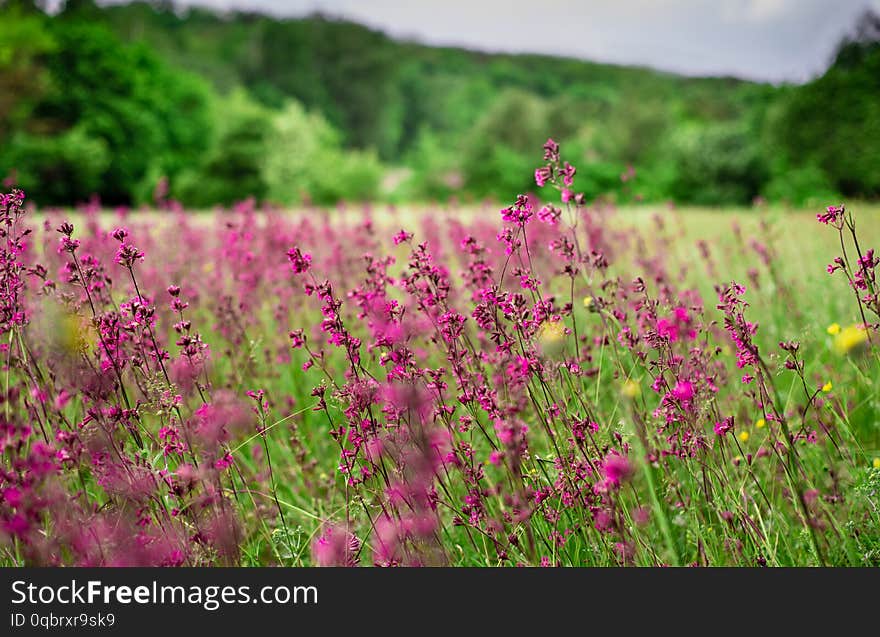 Beautiful Wildflowers  In The Traditional Ukrainian Country Village