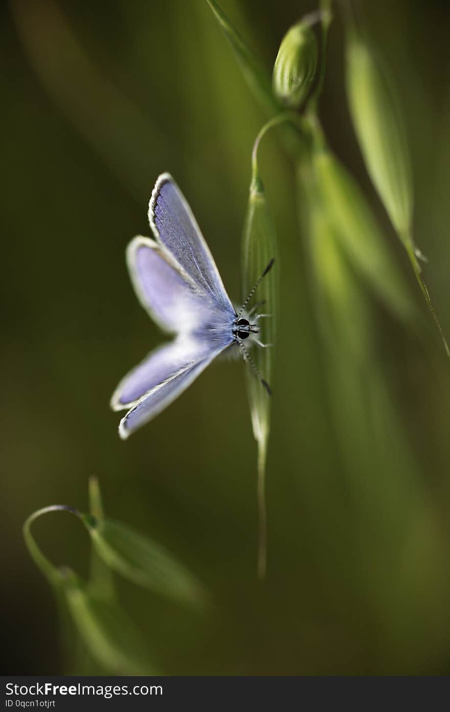 A Male Common Blue Butterfly Polyommatus icarus on a grass seed head