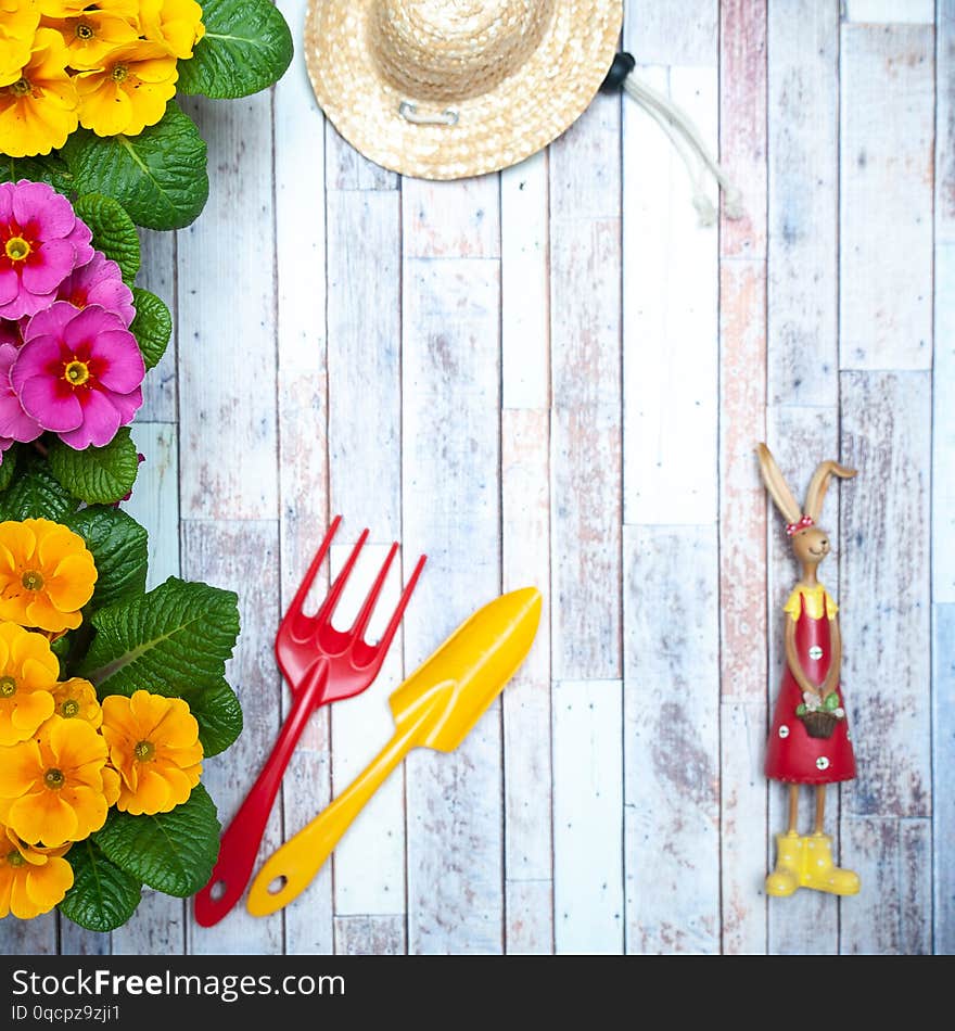 Concept Spring planting , harmony and beauty. Flowers Primula pink and yellow and garden tools , flat lay, space for text