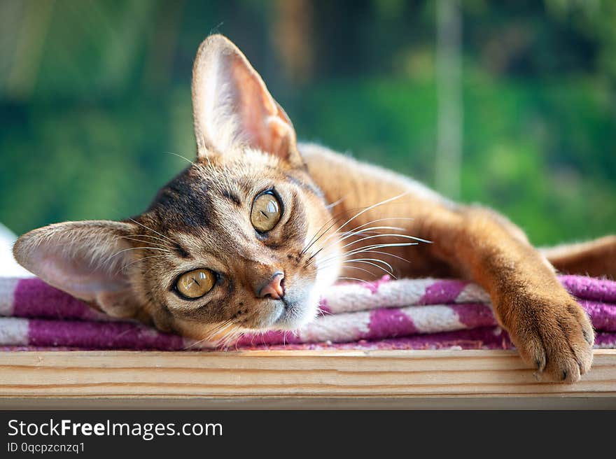 Beautiful Abyssinian cat on the  green jungle background, the association of the cat and the wild animal