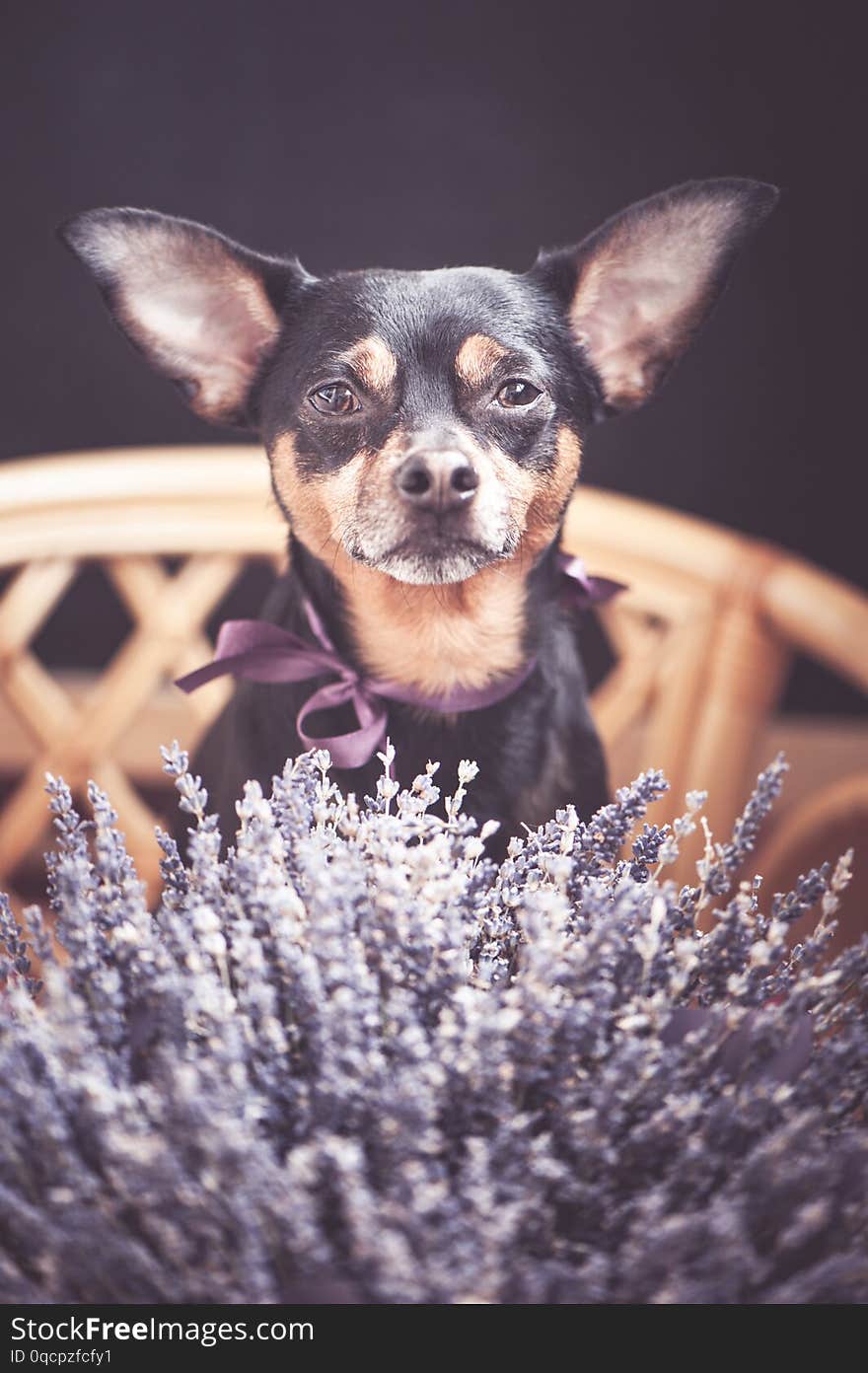 Beautiful puppy with a bouquet of lavender, looking at the camera, the theme of romantic