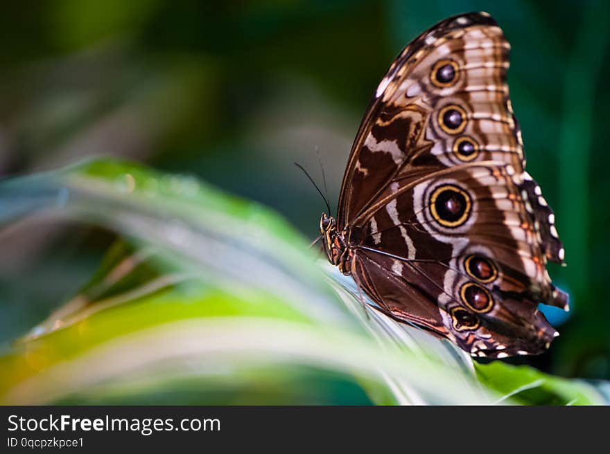 Beautiful butterfly on foliage close-up on a green natural