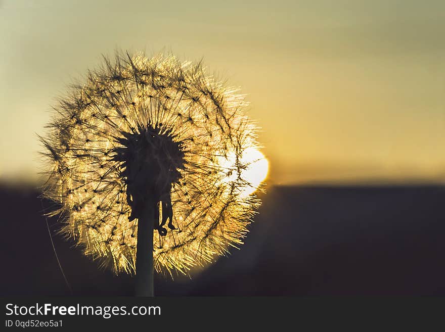 Dandelion At Sunset Photo. Close Up