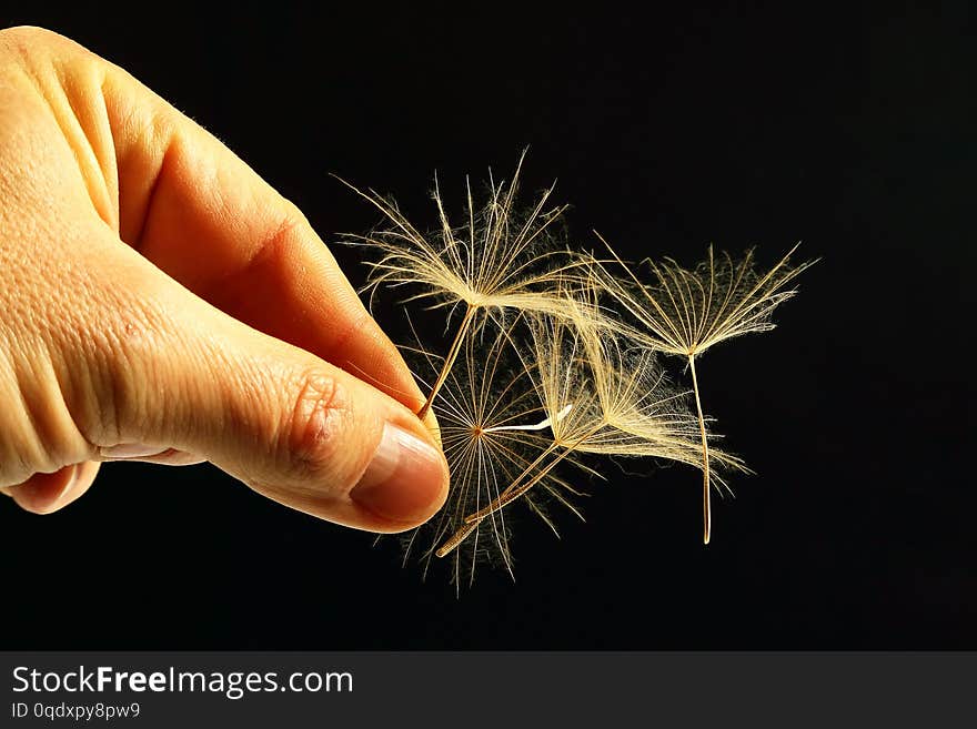 Hand with flying seeds of dandelion on dark background. interaction and knowledge of nature