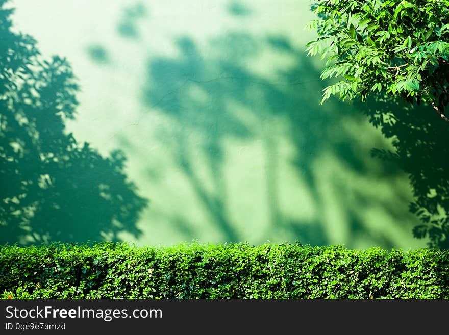 Abstract shadow of tree branch on green concrete wall background. Abstract shadow of tree branch on green concrete wall background