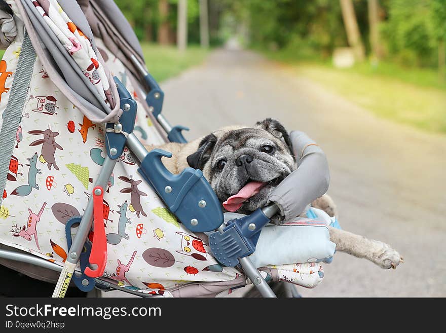 Close-up picture of a cute old Pug dog lying on a wheelchair outdoors, relaxing mood, natural view