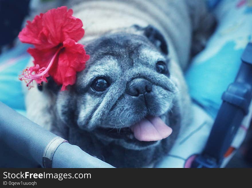 Pug Dog Face Smiling Happy With Flowers On The Red Head Lying In A Wheelchair