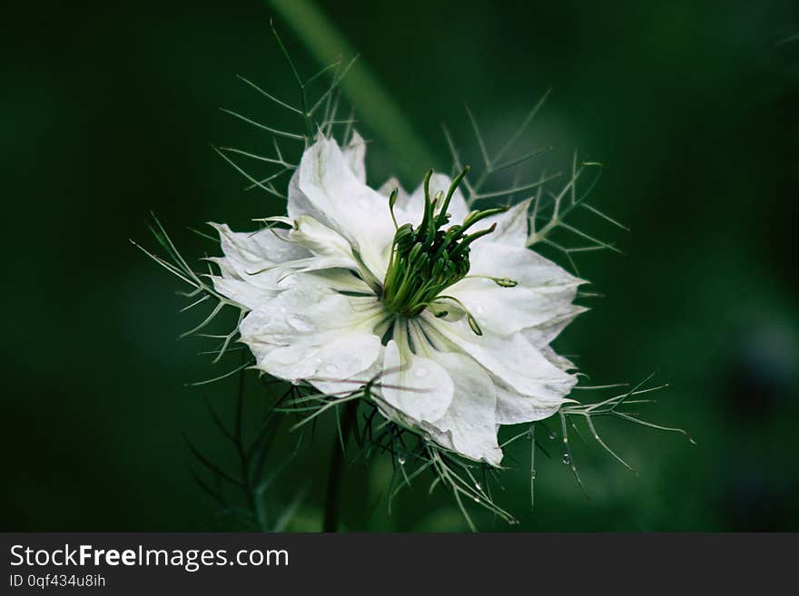 Paris France May 25, 2019 View of flowers in the public garden of Bercy in Paris  in the afternoon. Paris France May 25, 2019 View of flowers in the public garden of Bercy in Paris  in the afternoon