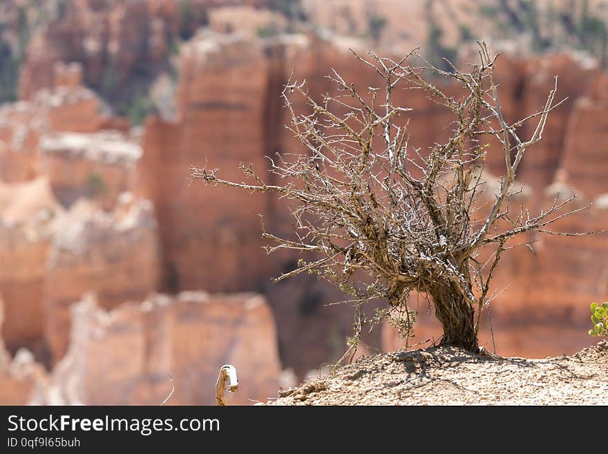 Landscape on the bryce canyon