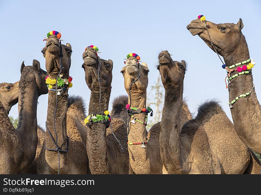 Camels in desert Thar during Pushkar Camel Fair, Rajasthan, India