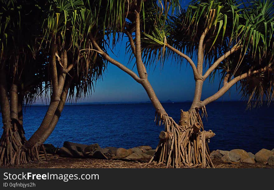 Tree At Night