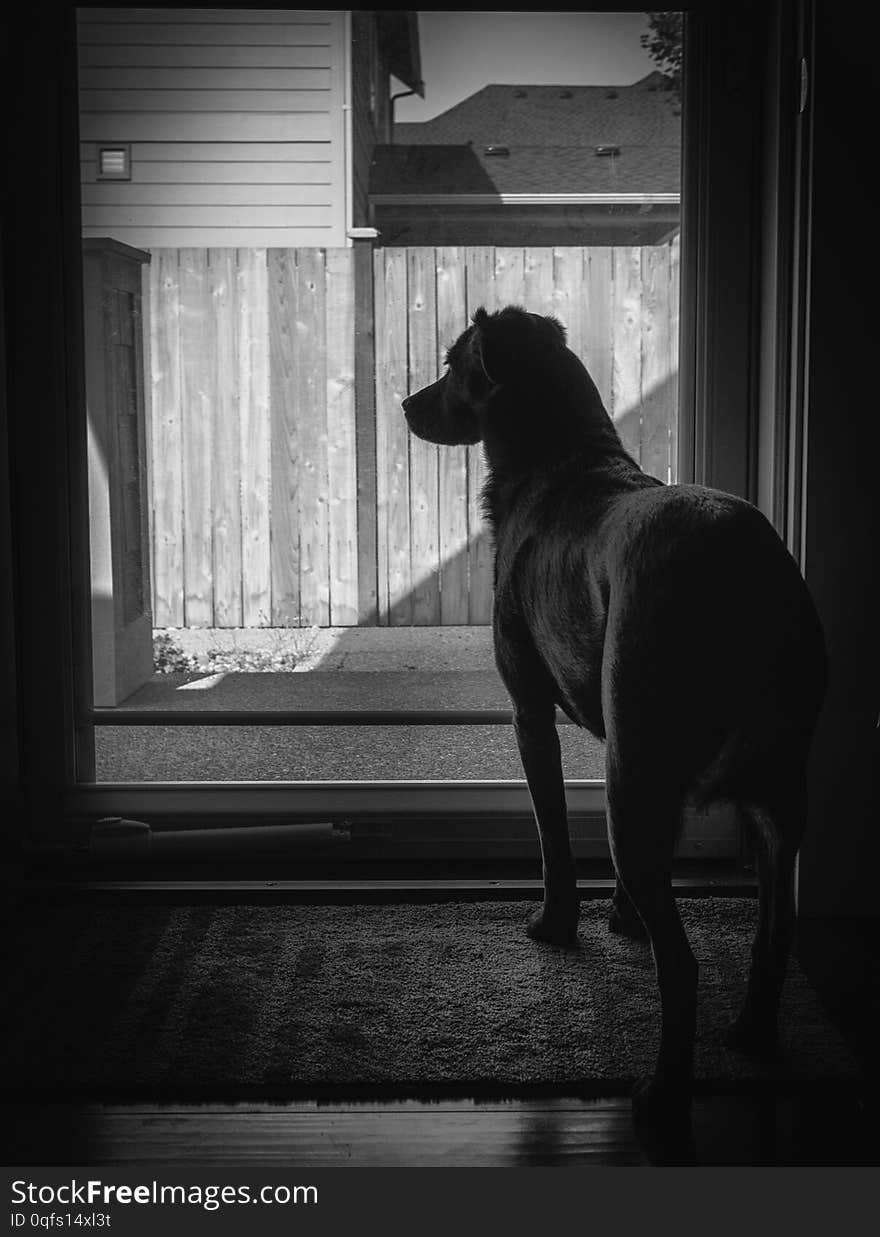 Black and white image of a sad looking dog stands at the glass door waiting for their owner to arrive back, the dog is silhouetted against the light, nobody in the image