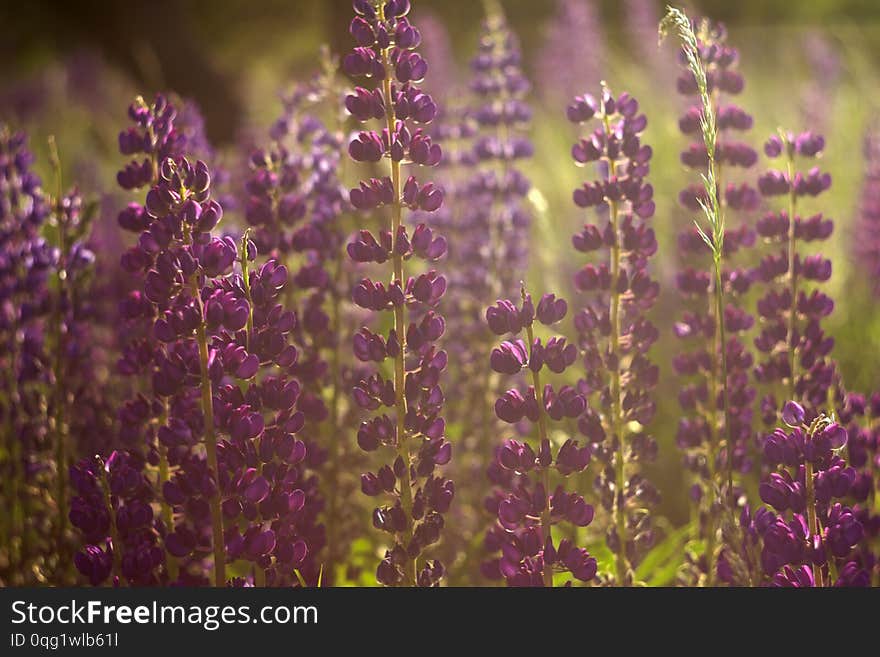 A lot of purple lupins bloom in the field. Glade of spring flowers. Beautiful blurred background, backlighting