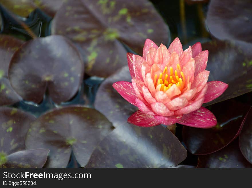 Close up pink waterlily flower on fish pond