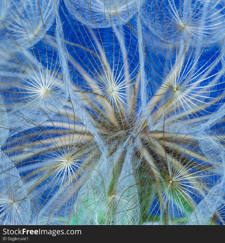 Dandelion flower on a beautiful background, texture