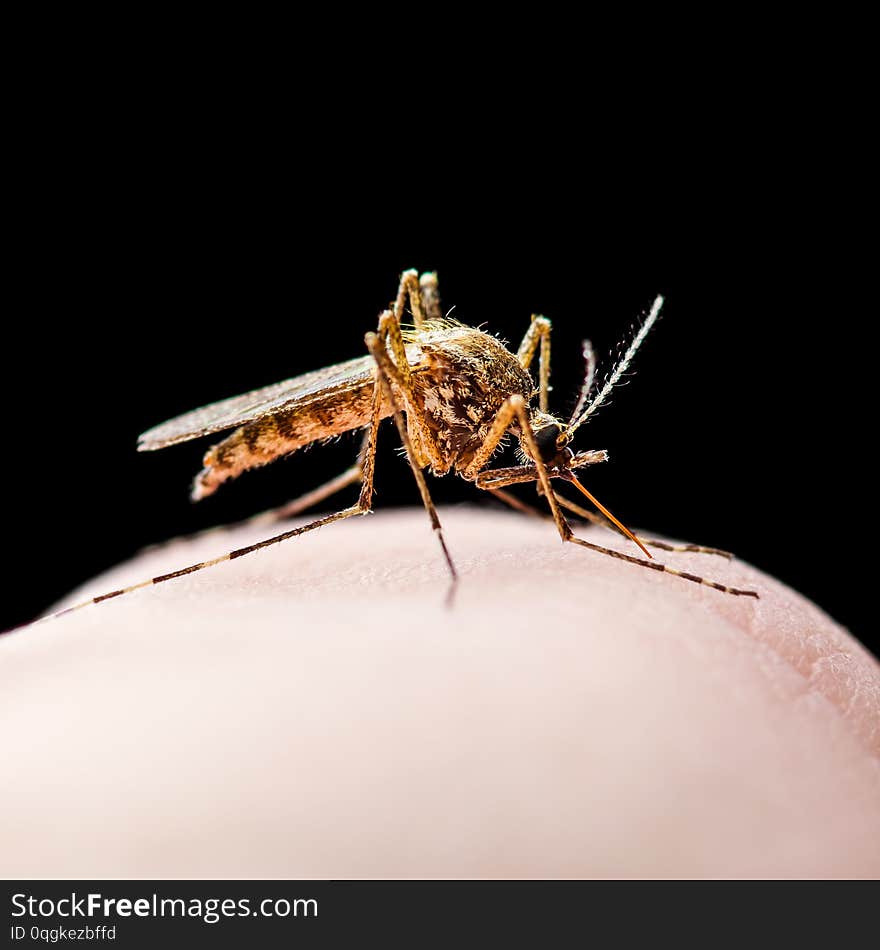 Yellow Fever, Malaria or Zika Virus Infected Mosquito Insect Bite Isolated on Black Background