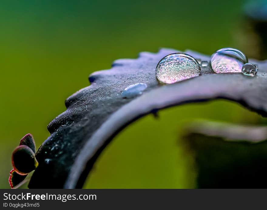 Drops of dew on a flower petal, on a beautiful background