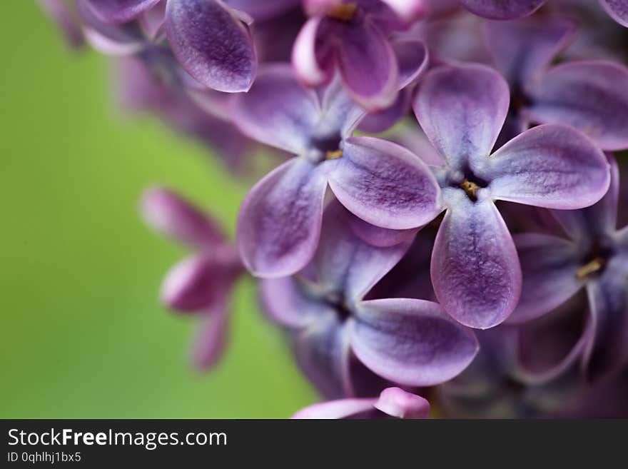 Beautiful Blossoming Lilac Flowers, Closeup. Space For Text