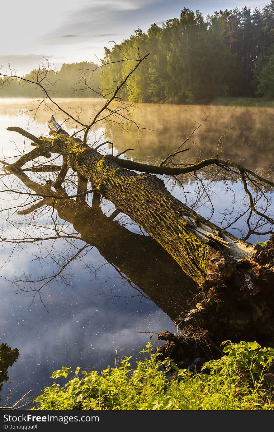 Pond near Trebon, South Bohemia, Czecg Republic