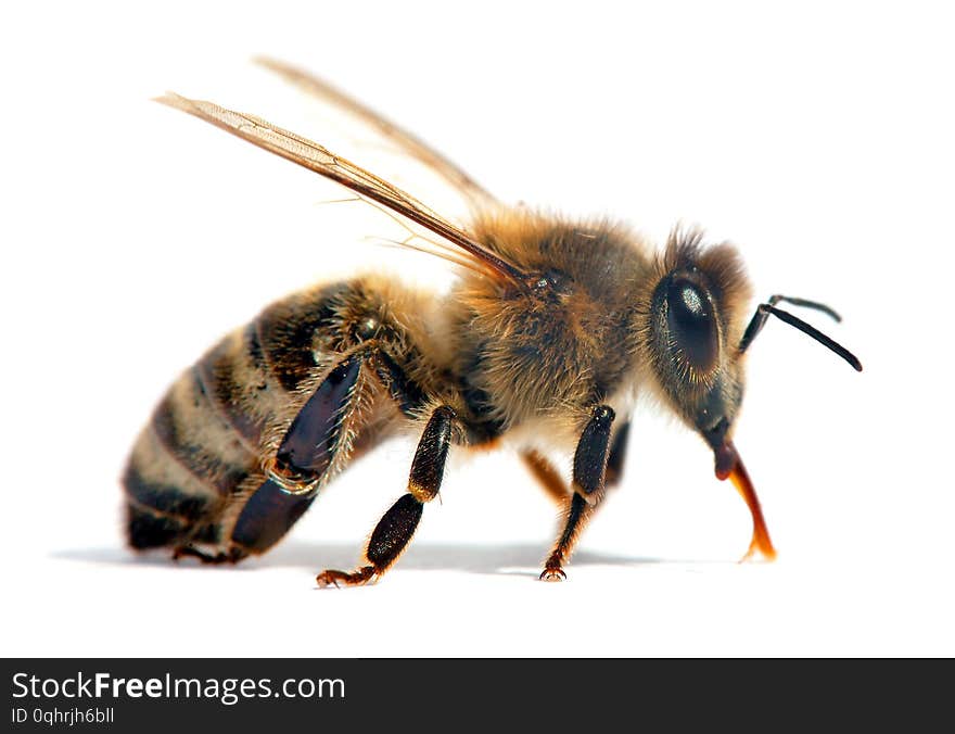 Detail of bee or honeybee in Latin Apis Mellifera, european or western honey bee isolated on the white background. Detail of bee or honeybee in Latin Apis Mellifera, european or western honey bee isolated on the white background