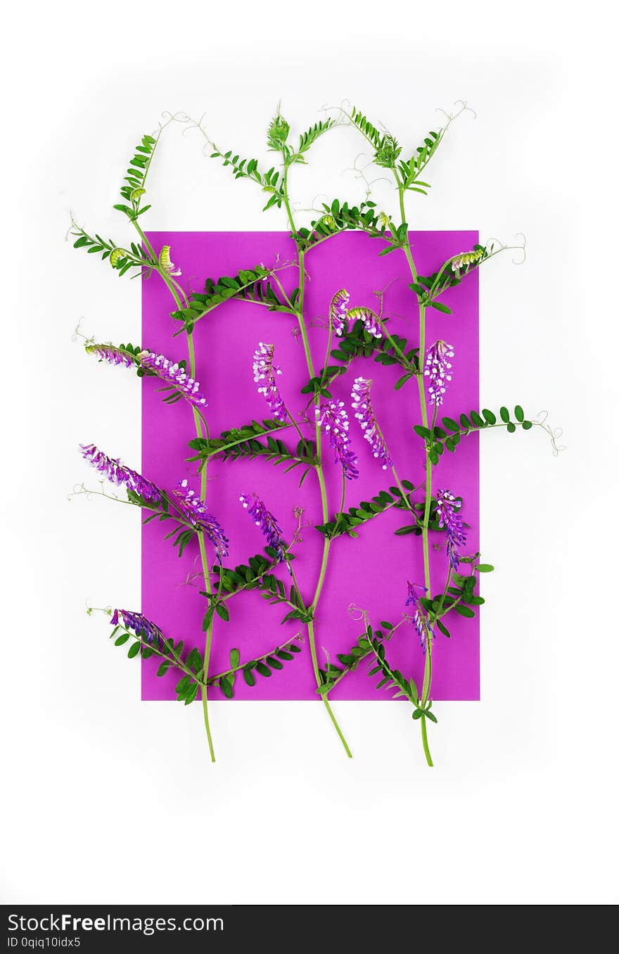 Summer flower composition of flowering grass mouse peas on a purple rectangle on a white background, top view flat lay