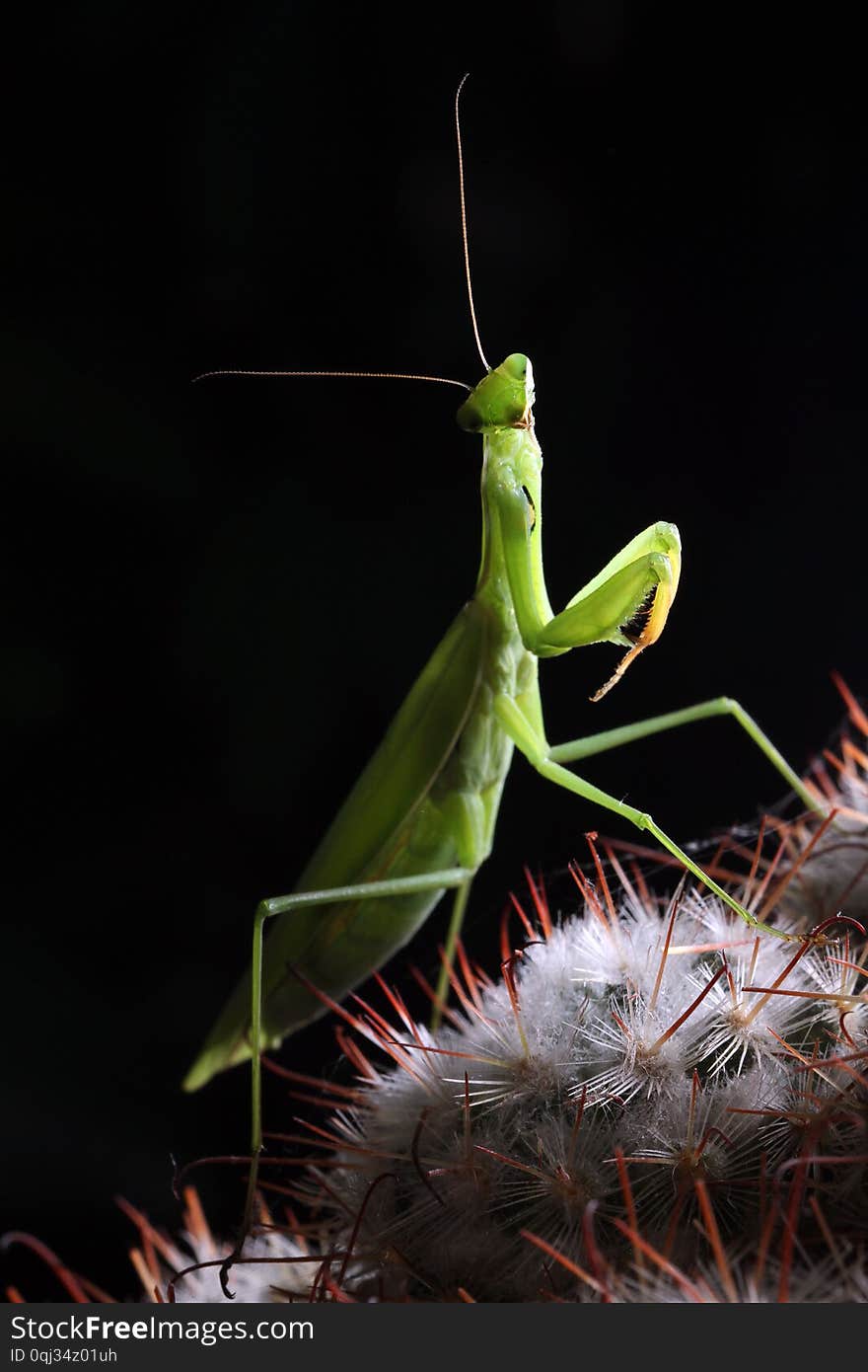 Mantis head is the triangle, there is a pair of developed compound eye, stood in the thorny plants are so cute.n. Mantis head is the triangle, there is a pair of developed compound eye, stood in the thorny plants are so cute.n