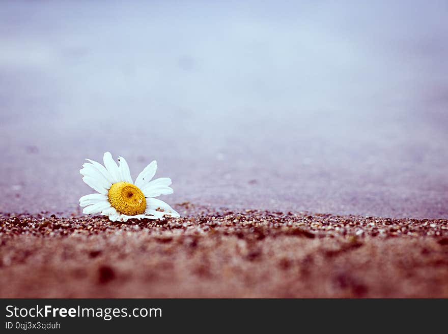 White and yellow flower next to a lake where the sand in front is blurred out. Grey weather mood. White and yellow flower next to a lake where the sand in front is blurred out. Grey weather mood.