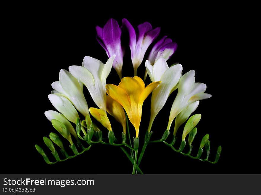 Freesia Flowers Isolated On The Black Backgroun