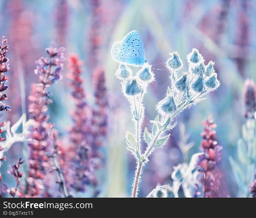 A gentle little bluebird butterfly on sage flowers in a meadow. Artistic tender photo.