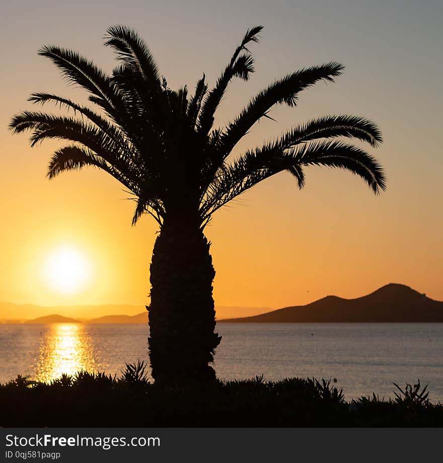 Silhouette of a large palm tree in front of a spectacular sunset in the sea with mountains in the background and orange colors.