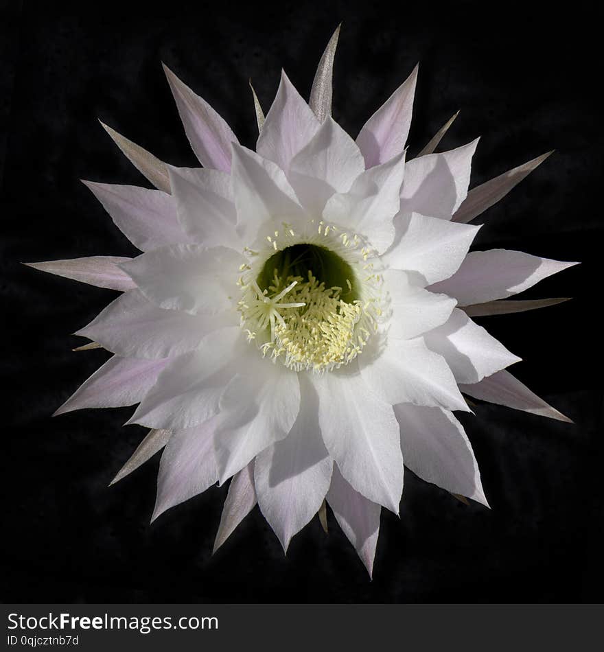 Isolated White Echinopsis Cactus Flower on Black