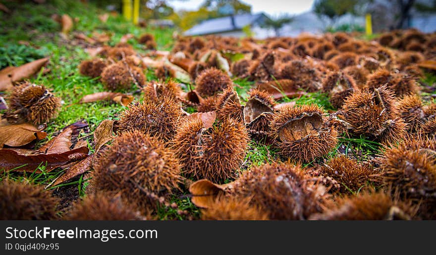 Autumn forest with chestnut trees. Autumn forest with chestnut trees