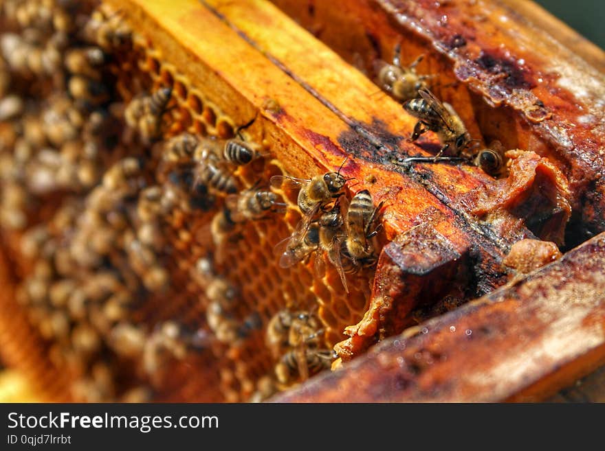 Honey Bee In Bee Colony