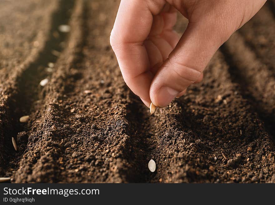 Farmer planting seeds into fertile soil, closeup with space for text. Gardening time. Farmer planting seeds into fertile soil, closeup with space for text. Gardening time