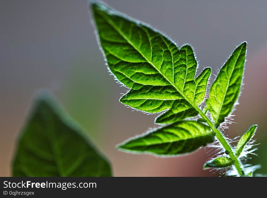 Young Leaf Of Tomato Plant In Backlight