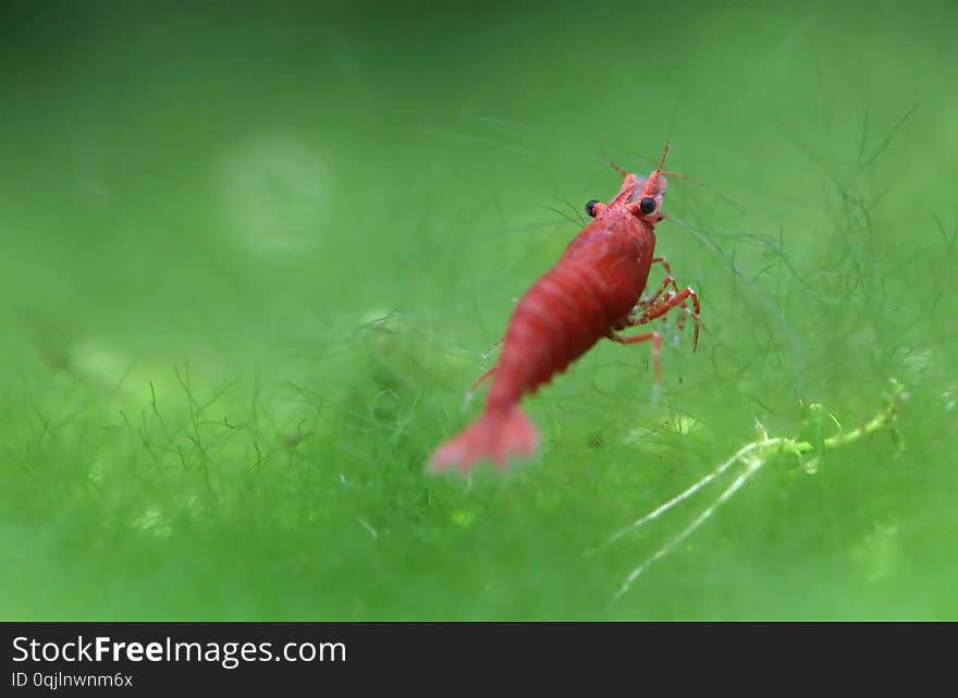 Red cherry shrimp in a planted aquarium