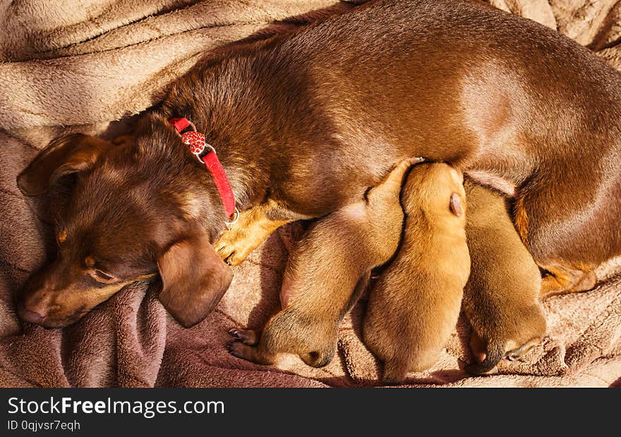 Close up of cute, adorable little dachshund puppies dogs newborns lying next to mother feeding them. Close up of cute, adorable little dachshund puppies dogs newborns lying next to mother feeding them