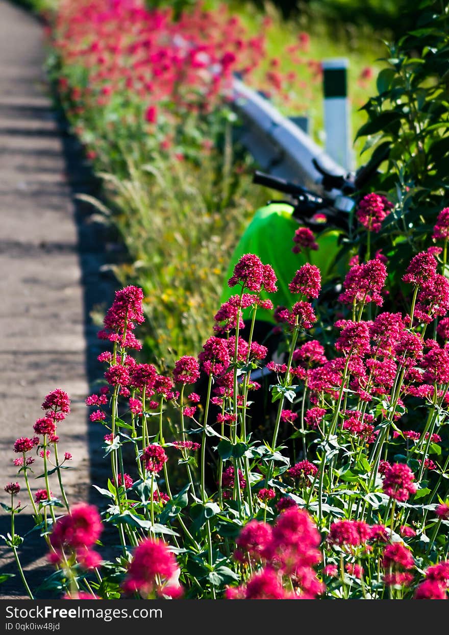 Bicycle laid on the side of motorway  road with lots of flowers. Bicycle laid on the side of motorway  road with lots of flowers