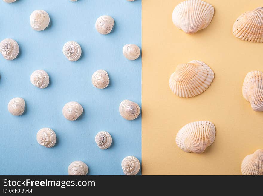 Summer texture pattern copy space seashell top view blue and yellow background