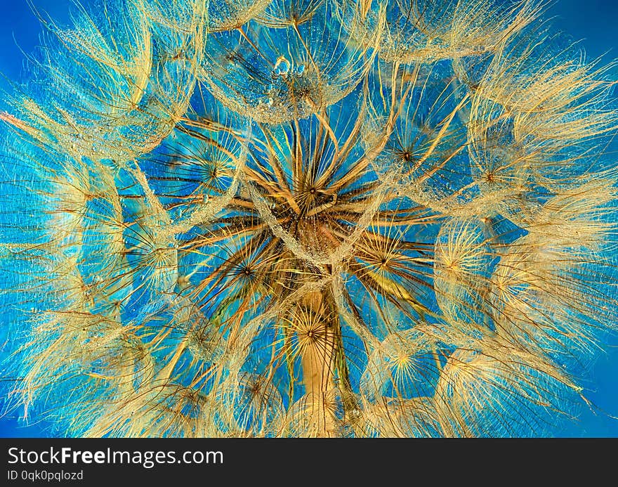 Dandelion flower fragment as background texture for artists