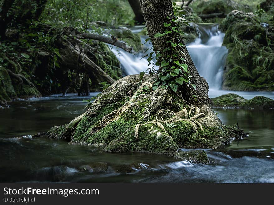 Small Tree Growing In River In The Forest