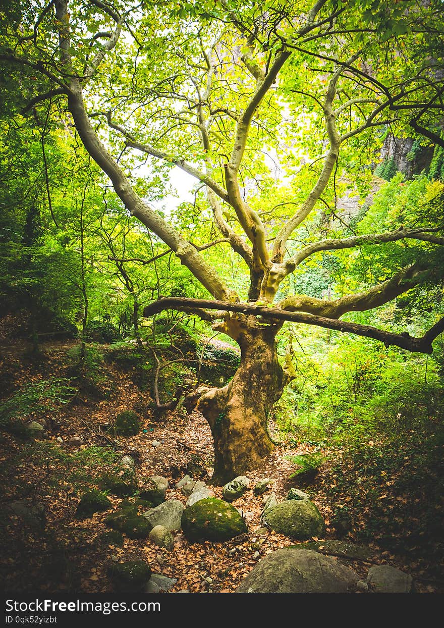 Old Tree In The Forest Around Meteora Monasteries