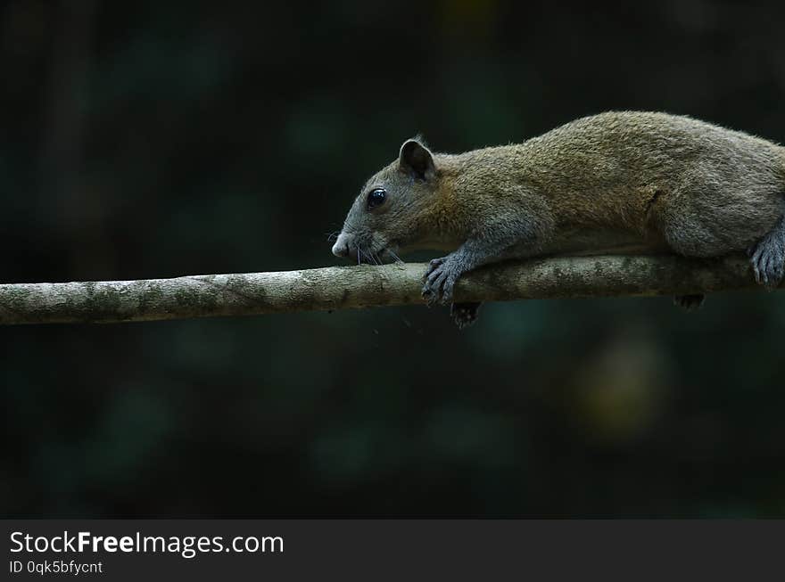 Grey-bellied squirrel in forest