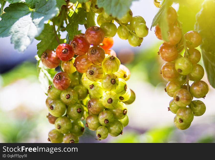 Immature, green currant berries on the branch. Young berries of red currant. Not ripe red currant in detail.