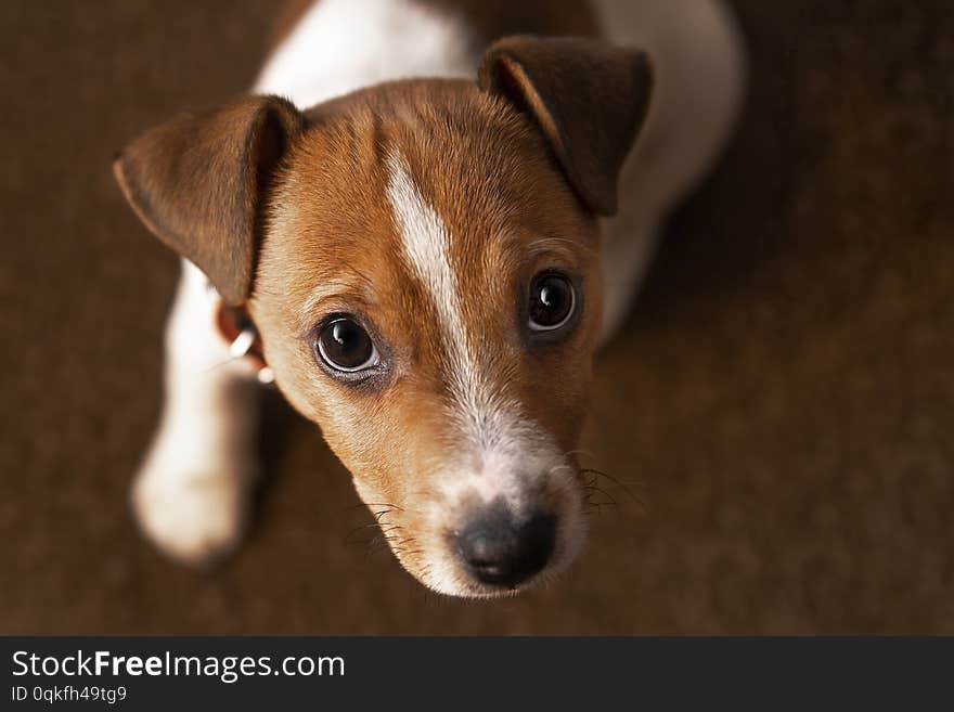 Cute havanese puppy dog is sitting frontal and looking at camera, on brown background.